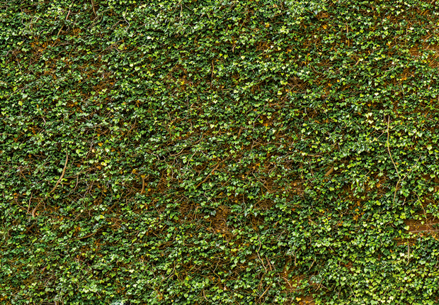 Fotomural Ivy wall 